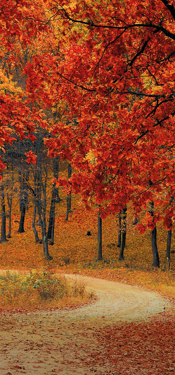 Immagine di un bosco in autunno con foglie che variano dal colore giallo al rosso.